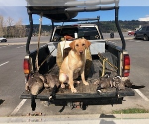Father of the Labrador Retriever puppies born on 05/26/2026