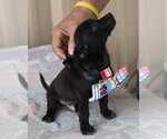 Small #2 Cairn Terrier