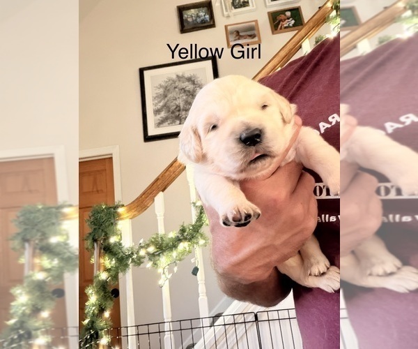 Medium Photo #2 Golden Retriever Puppy For Sale in CHIPPEWA FALLS, WI, USA