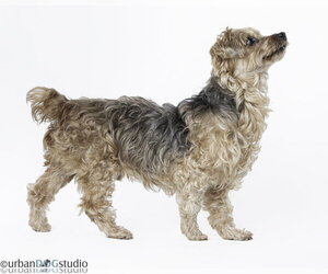Louie - M - Male Maltese-Unknown Mix Dog for Adoption - Photo #2