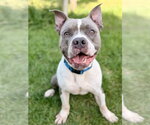 Small Photo #2 American Bulldog-Unknown Mix Puppy For Sale in Manahawkin, NJ, USA