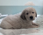 Puppy Black boy Golden Retriever
