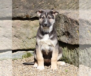 German Shepherd Dog-Siberian Husky Mix Puppy for sale in FREDERICKSBG, OH, USA