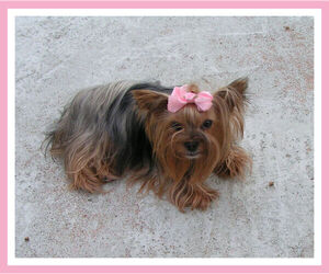 Mother of the Yorkshire Terrier puppies born on 05/13/2021