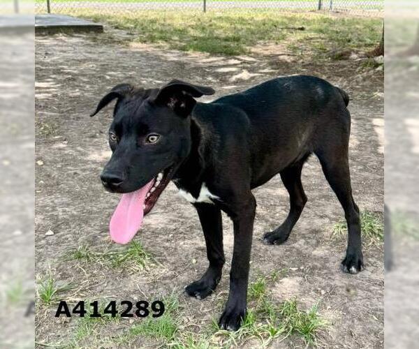 Medium Photo #2 Labrador Retriever Puppy For Sale in Conroe, TX, USA