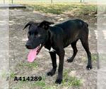 Small #1 Labrador Retriever