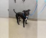 Small American Pit Bull Terrier Mix