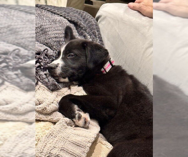 Medium Photo #3 Siberian Husky-Staffordshire Bull Terrier Mix Puppy For Sale in Fort Wayne, IN, USA