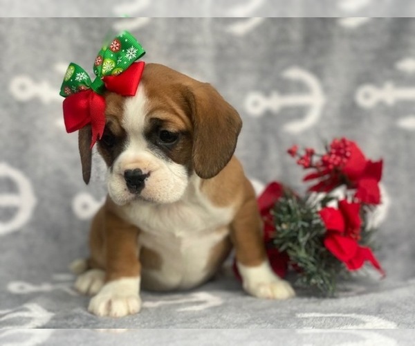 View Ad: Cavalier King Charles Spaniel-French Bulldog Mix Puppy for ...