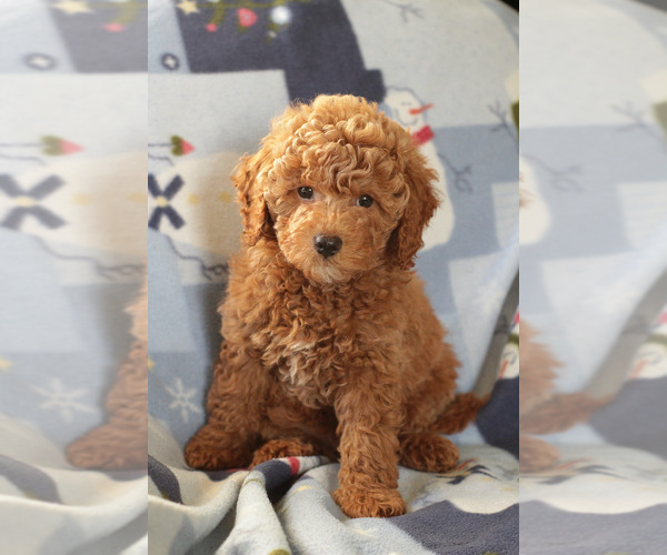 Medium Photo #5 Goldendoodle (Miniature) Puppy For Sale in MILWAUKEE, WI, USA