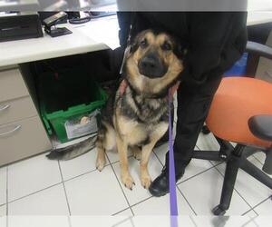 German Shepherd Dog Dogs for adoption in Derwood, MD, USA
