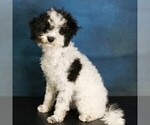 Puppy Lilly Bernedoodle (Miniature)