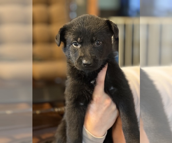 Medium Photo #3 German Shepherd Dog Puppy For Sale in ELIZABETH, PA, USA
