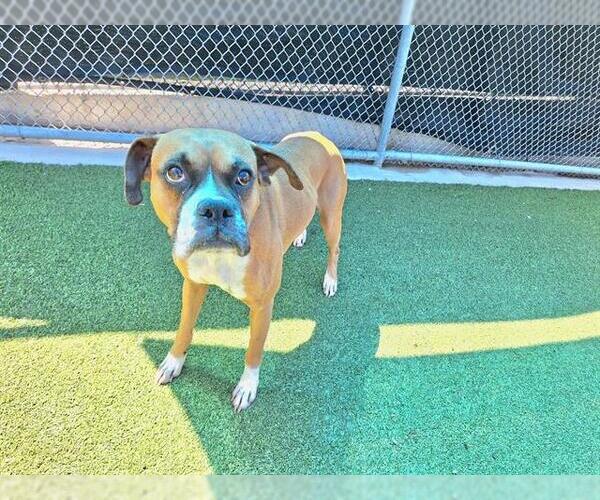 Medium Photo #1 Boxer-Unknown Mix Puppy For Sale in Grand Prairie, TX, USA
