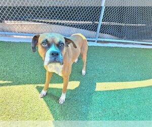 Boxer-Unknown Mix Dogs for adoption in Grand Prairie, TX, USA