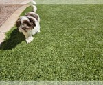 Small Photo #5 Shih Apso Puppy For Sale in GOODYEAR, AZ, USA