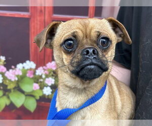 Pug-Unknown Mix Dogs for adoption in San Bernardino, CA, USA