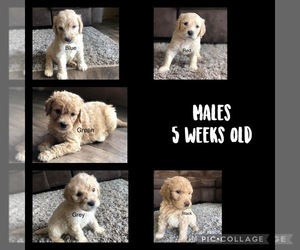 Goldendoodle Puppy for sale in VESTA, MN, USA
