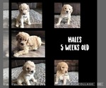 Small Photo #1 Goldendoodle Puppy For Sale in VESTA, MN, USA