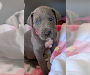 Great Dane Puppy for sale in JOHNSON CITY, TN, USA