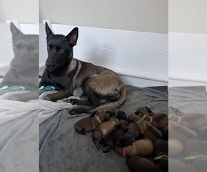 Mother of the Belgian Malinois puppies born on 03/04/2023