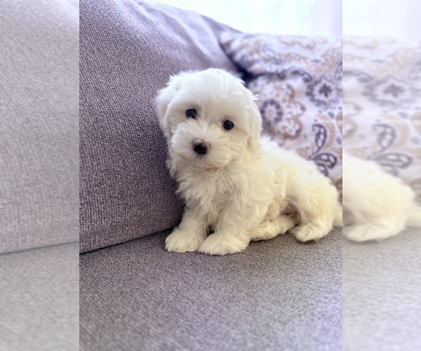Medium Photo #1 Maltese-Maltichon Mix Puppy For Sale in NORTH GLENN, CO, USA