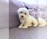 Small Maltese-Maltichon Mix