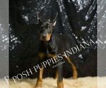 Small Photo #55 Doberman Pinscher Puppy For Sale in WARSAW, IN, USA