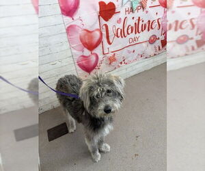 Irish Wolfhound-Unknown Mix Dogs for adoption in San Bernardino, CA, USA
