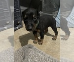 Small #1 Doberman Pinscher