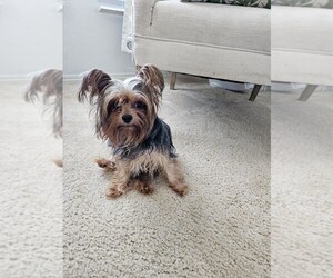 Mother of the Yorkshire Terrier puppies born on 05/17/2025