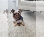 Small Photo #1 Yorkshire Terrier Puppy For Sale in SALEM, OR, USA