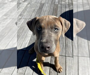 Hasselback Potato - Male Mutt Dog for Adoption - Photo #2