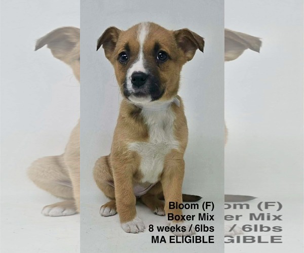 Medium Photo #2 Boxer-Unknown Mix Puppy For Sale in pomfret, CT, USA
