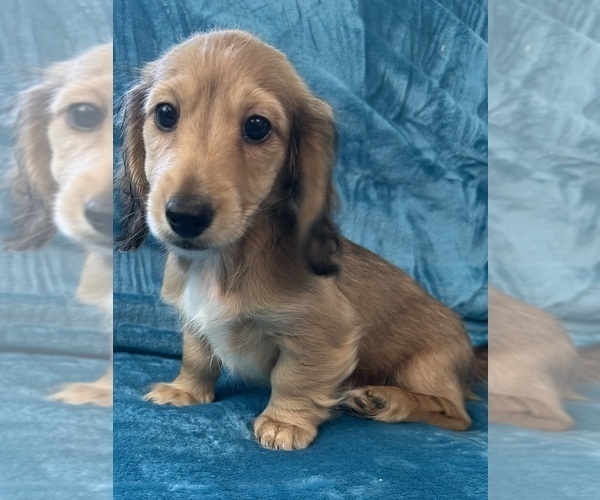 Medium Photo #3 Dachshund Puppy For Sale in MEMPHIS, TN, USA