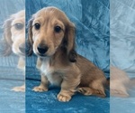 Small #2 Dachshund