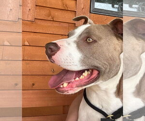 Two Tone Tucker - Male American Pit Bull Terrier-Unknown Mix Dog for Adoption - Photo #9