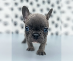 Small French Bulldog