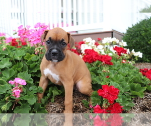 Boxer Dog for Adoption in SHILOH, Ohio USA