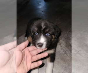 Ausky Puppy for sale in TIVERTON, RI, USA