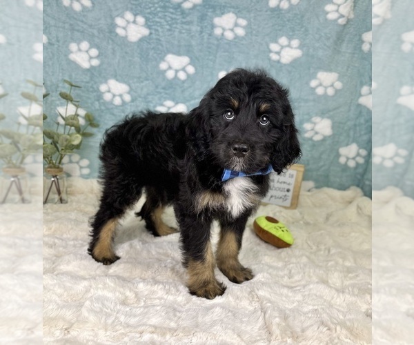 Medium Photo #6 Bernedoodle (Miniature) Puppy For Sale in NOBLESVILLE, IN, USA
