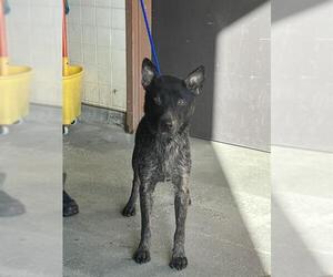 Mutt Dogs for adoption in Camarillo, CA, USA