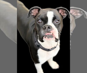 Boxer Dogs for adoption in Woodbury, MN, USA
