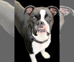 Cooper *Needs Foster* - Male Boxer Dog for Adoption - Small photo