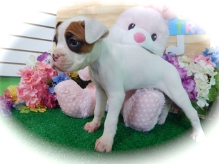 Boxer Puppy for sale in HAMMOND, IN, USA