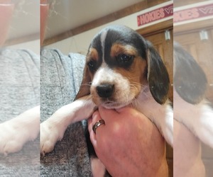 Beagle Puppy for sale in HILLSVILLE, VA, USA