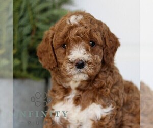 Goldendoodle (Miniature) Puppy for sale in LANCASTER, PA, USA