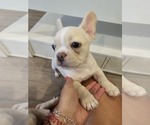 Small #1 French Bulldog
