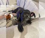 Small #7 Labrador Retriever Mix