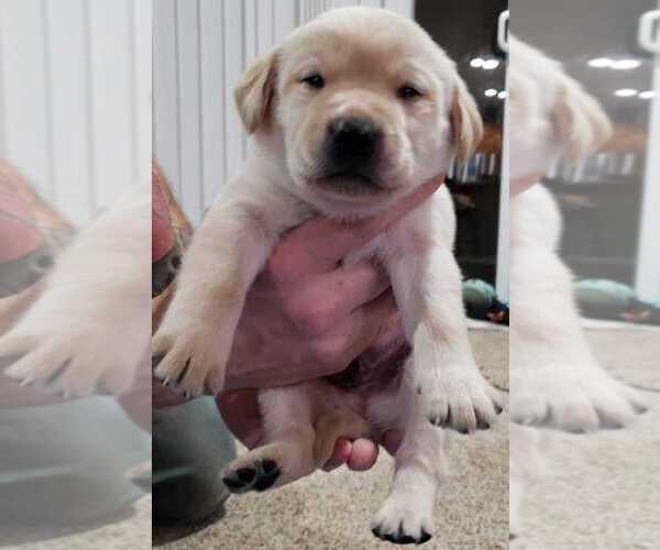 Medium Photo #1 Labrador Retriever Puppy For Sale in OLYMPIA, WA, USA